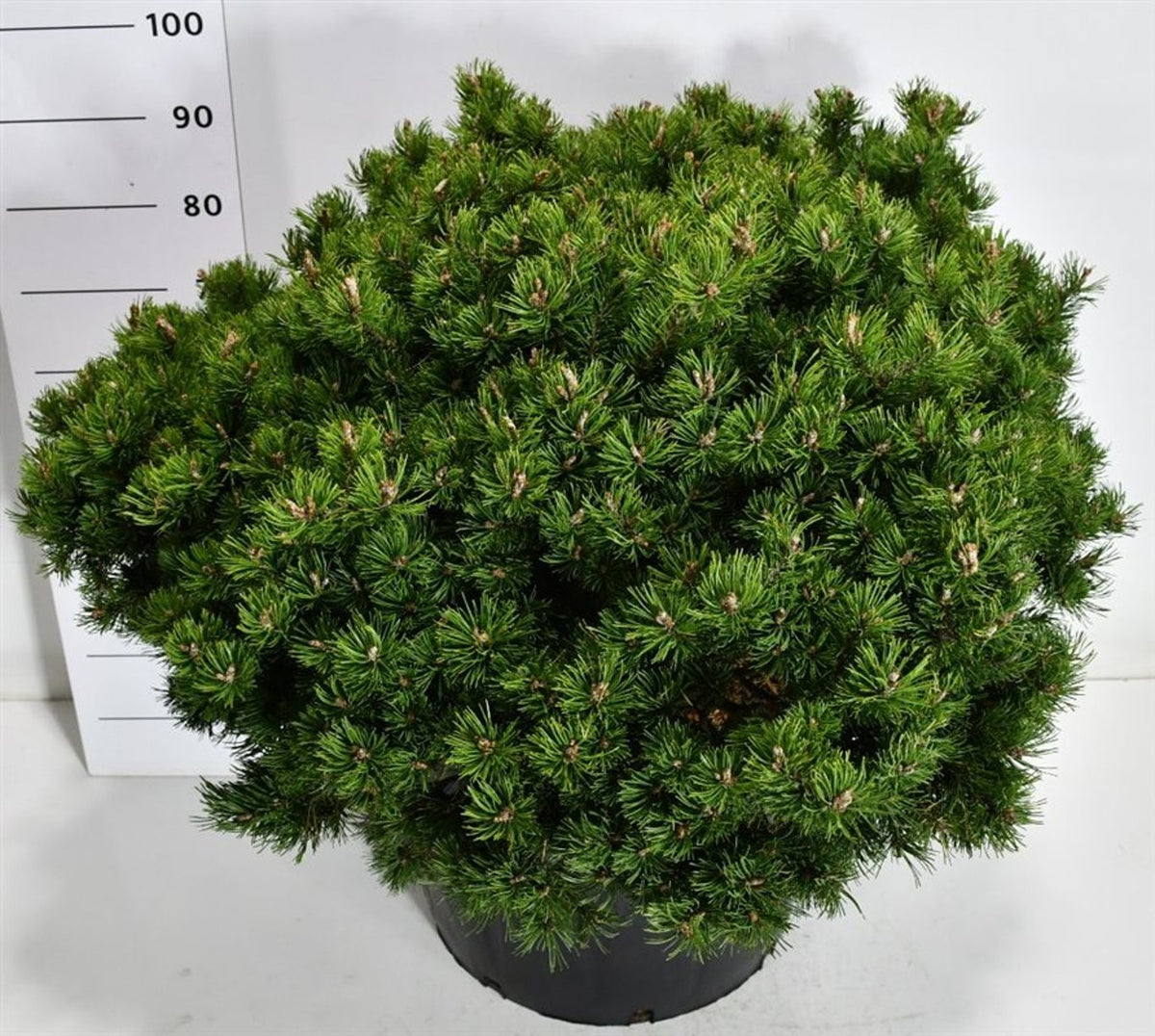 Bergtall – Pinus mugo &