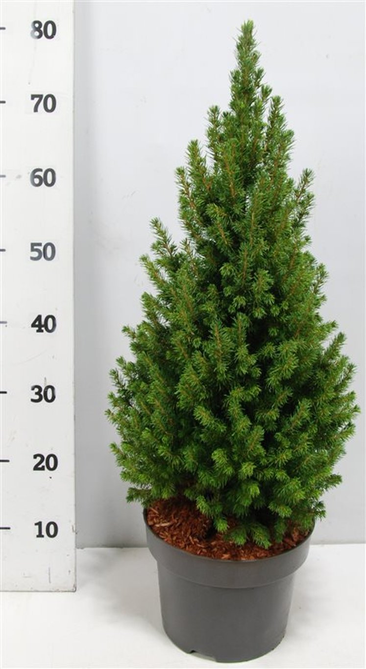 Albertagran – Picea glauca &