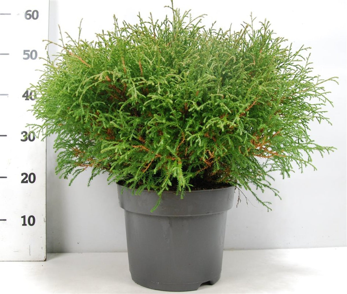 Thuja – Thuja occidentalis &