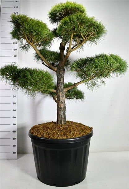Tall – Pinus sylvestris - C180 140-160 cm. Bonsai