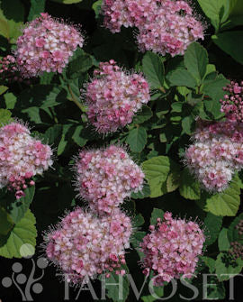 Glansspirea Spiraea densiflora 3 liters kruka