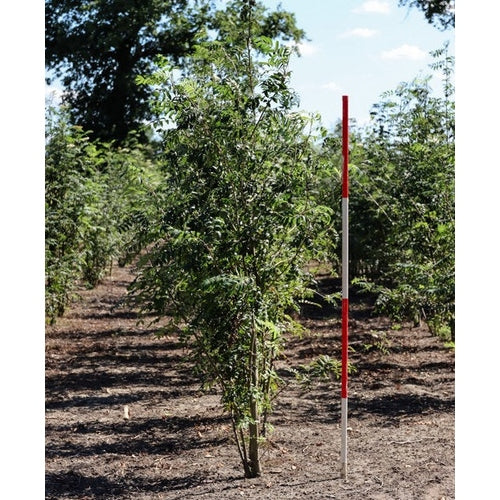 Rönn - Sorbus aucuparia 350-400 MS