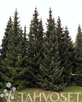 Serbisk gran (Picea omorika) 50-60 cm, containerodlad