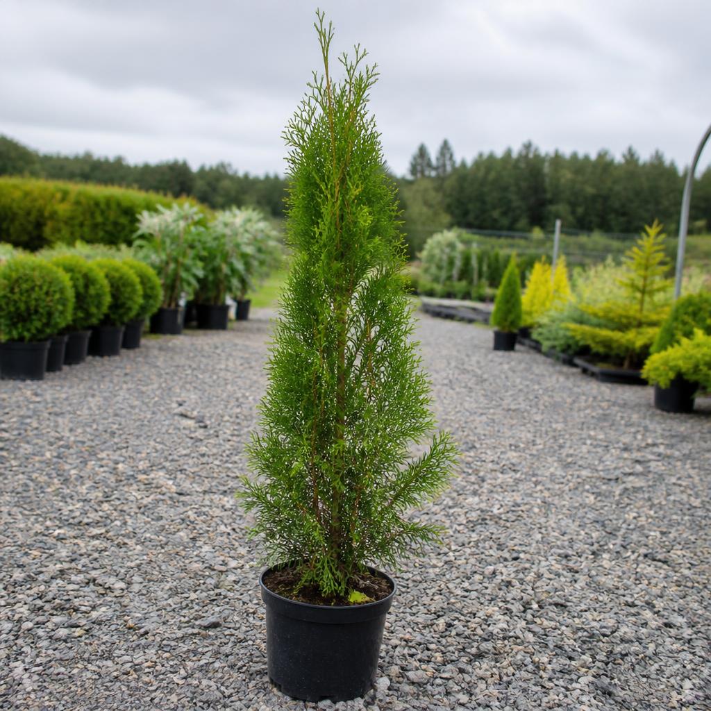 Thuja Smaragd krukodlad 160-200 cm i outlet-kvalitet