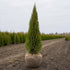 Thuja Smaragd rotklump 80-120 cm i outlet-kvalitet