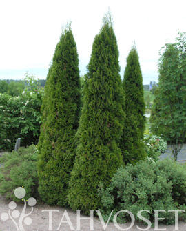 Thuja occidentalis &
