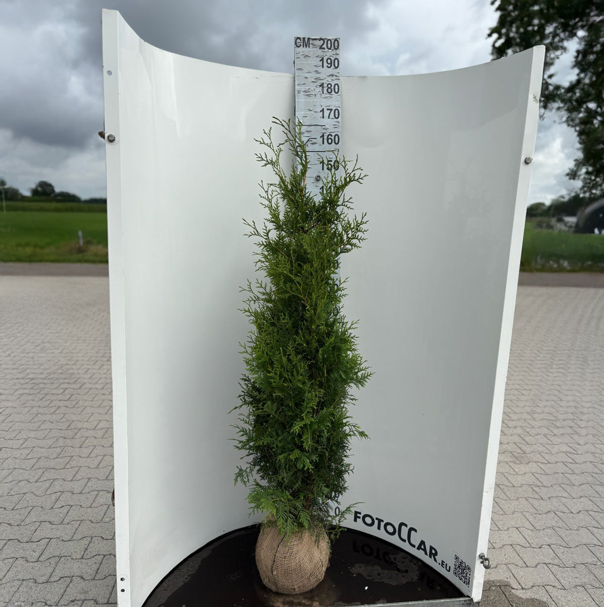 Thuja Brabant 140-160 cm, RB · Outlet