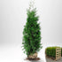 Thuja Brabant 140-160 cm, RB · S