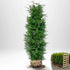 Thuja Brabant 160-180 cm, RB · S