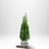 Thuja Brabant 80-100 cm, RB · S