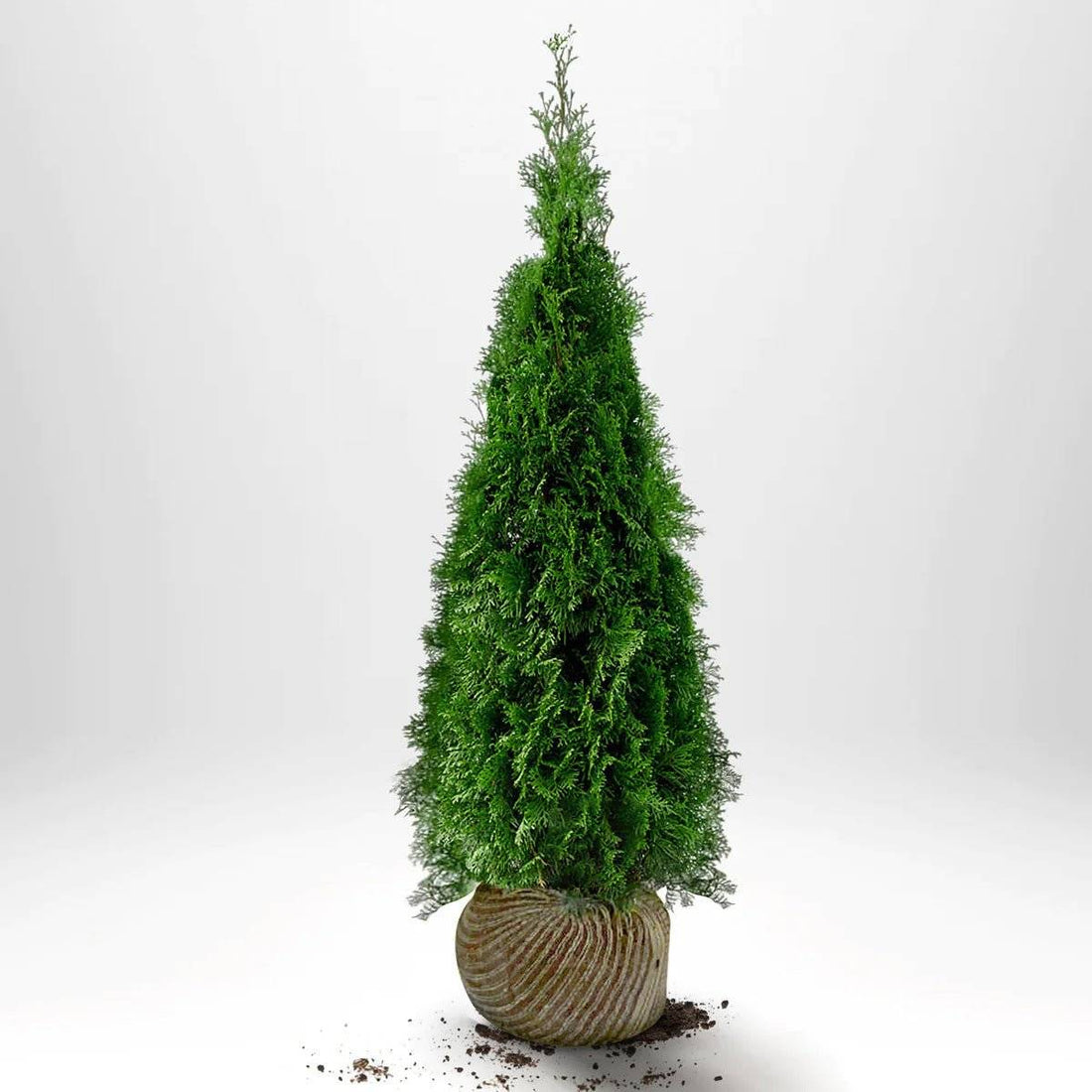 Thuja Smaragd 140-160 cm, RB · S