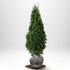 Thuja Smaragd 80-100 cm, RB · S