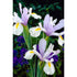 Holländsk iris-Iris hollandica &