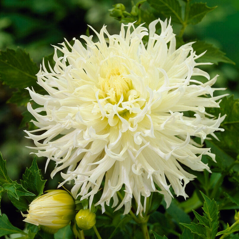 Dahlia Cactus Tsuki no Shisha 1-pack