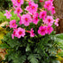Incarvillea Pink 1-pack