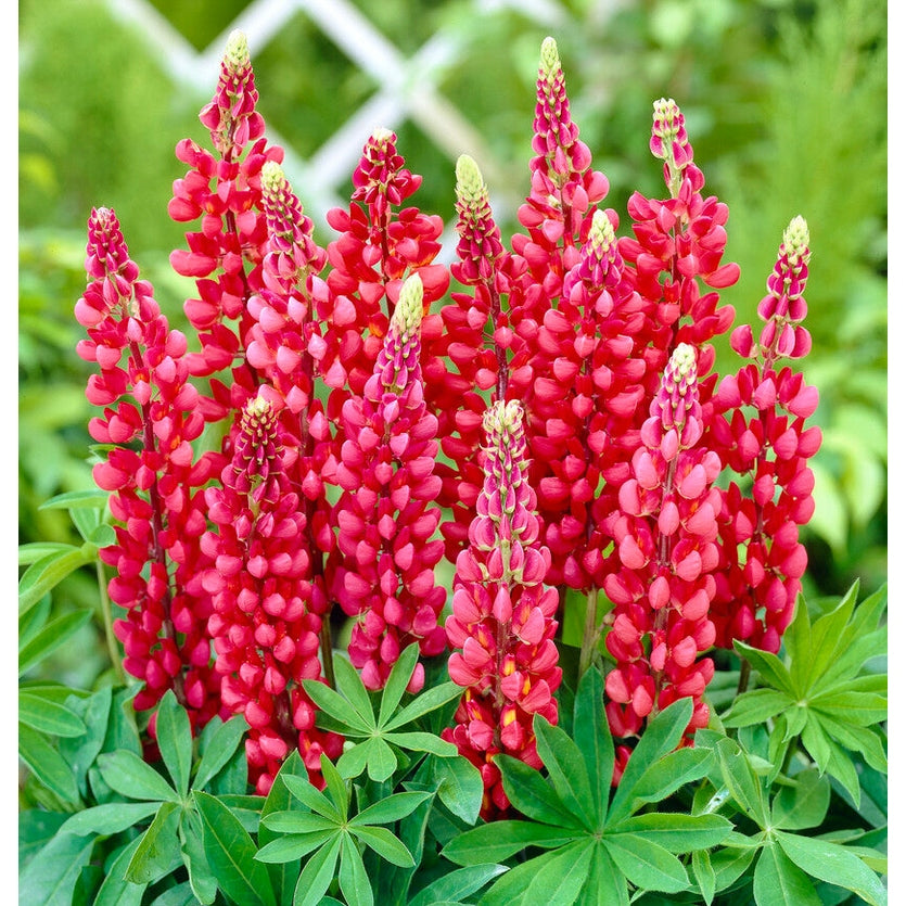 Lupinus Red 1-pack