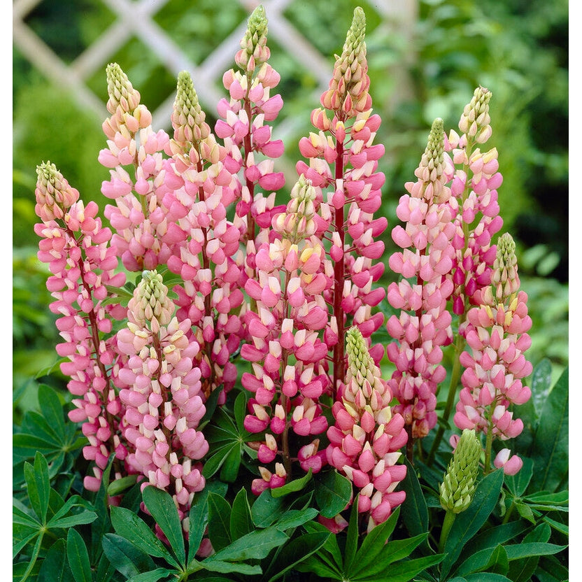 Lupinus Pink 1-pack