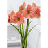 Amaryllis-Hippeastrum &