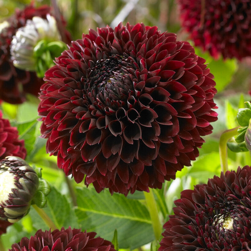 Dahlia Boll Jowey Mirella 1-pack