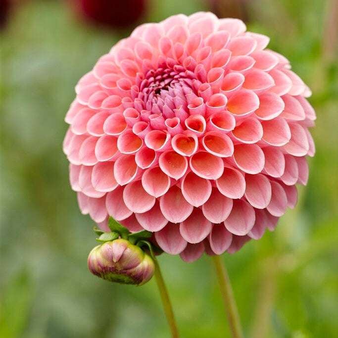 Dahlia Boll Jowey Winnie 1-pack