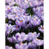 Vårkrokus-Crocus Vernus &