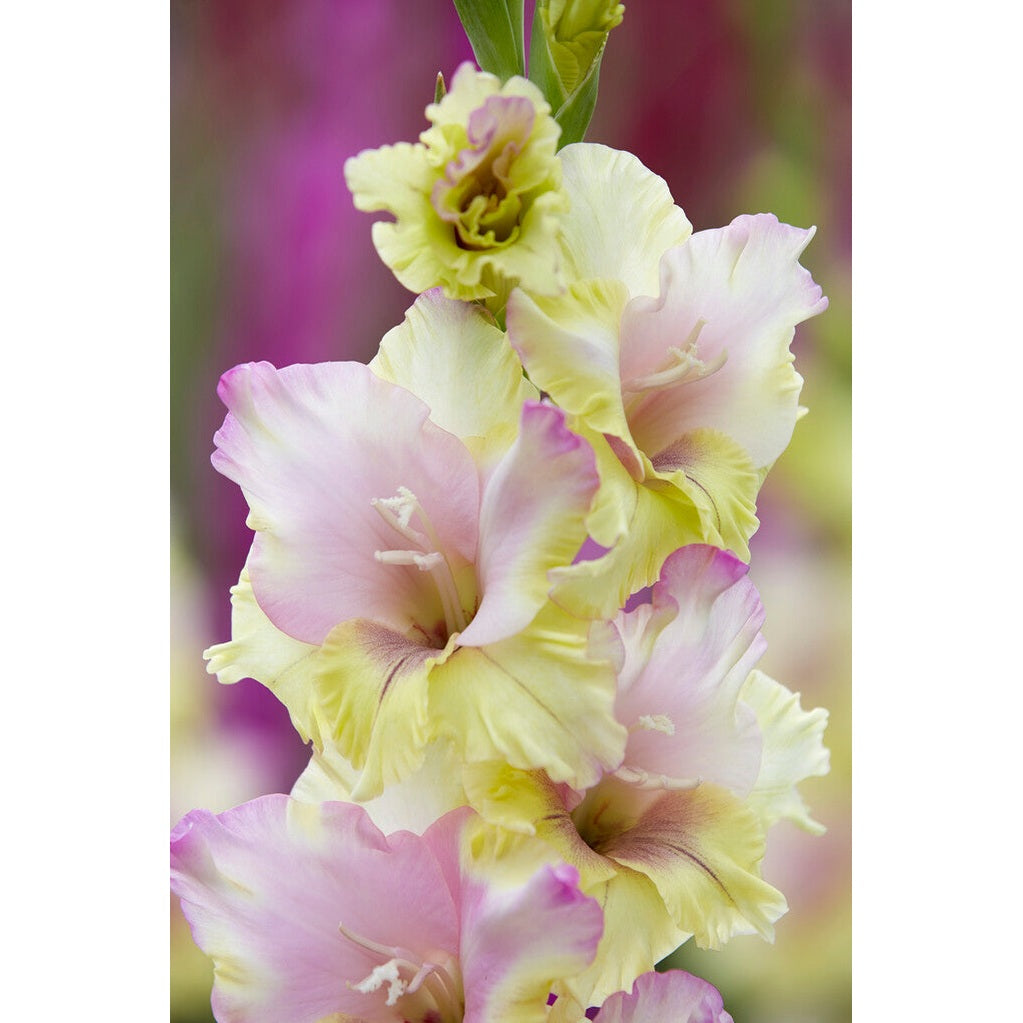 Gladiolus Mon Amour 10-pack
