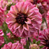 Dahlia Dekorativ Senior&