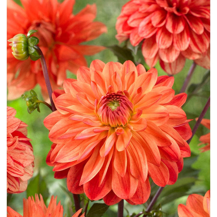 Dahlia Kees Verkade Dekorativ 1-pack NYHET