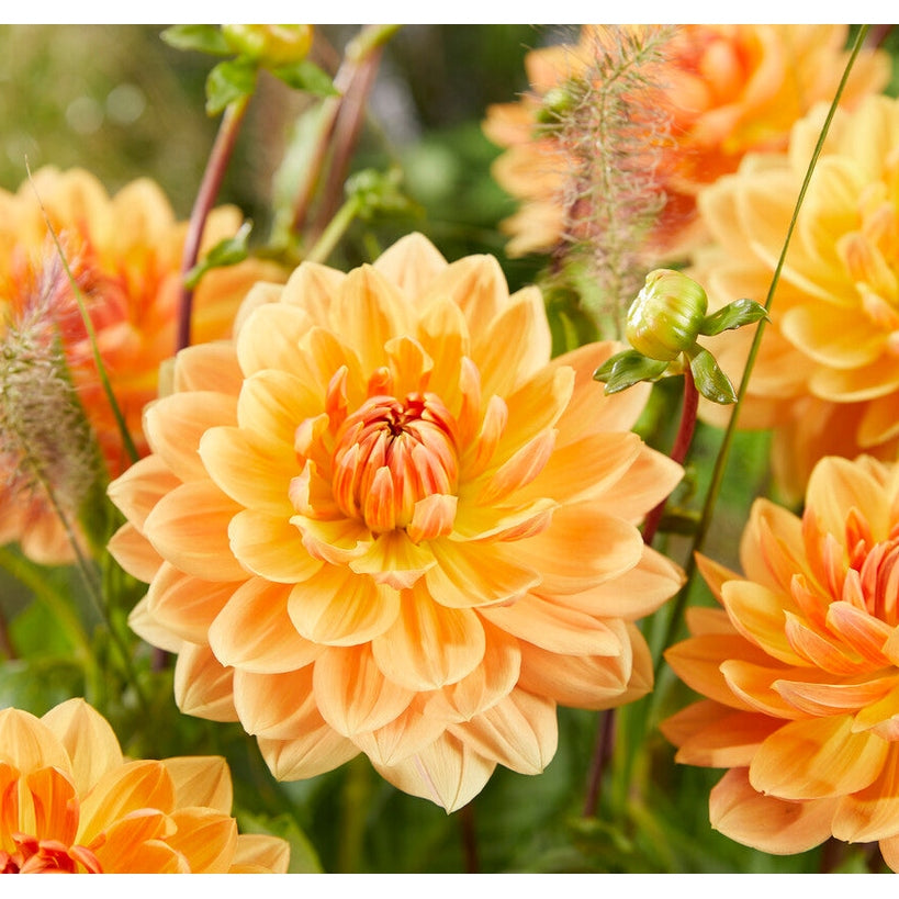 Dahlia Rancho Dekorativ 1-pack NYHET