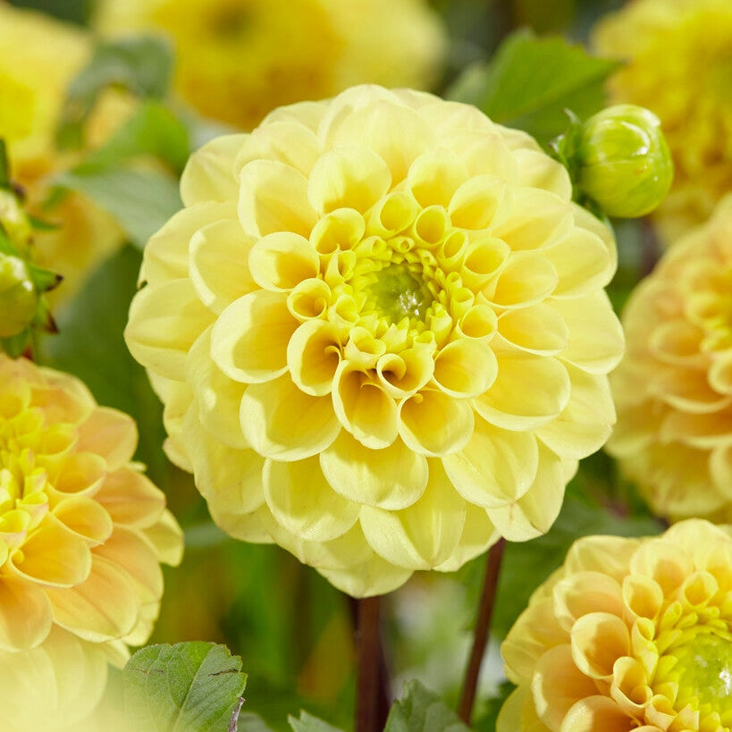 Dahlia Boll Yellow Don 1-pack
