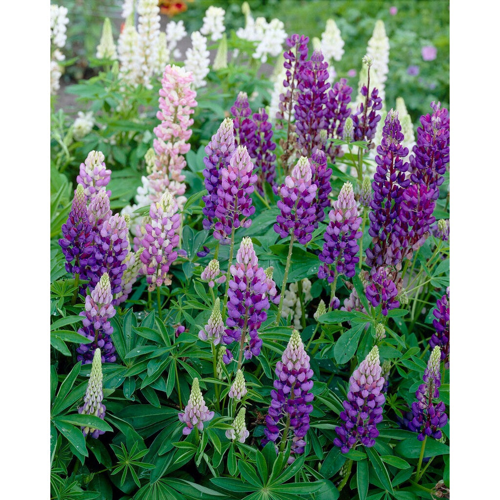 Lupinus blue 1-pack