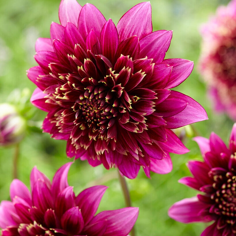 Dahlia Special Mambo 1-pack