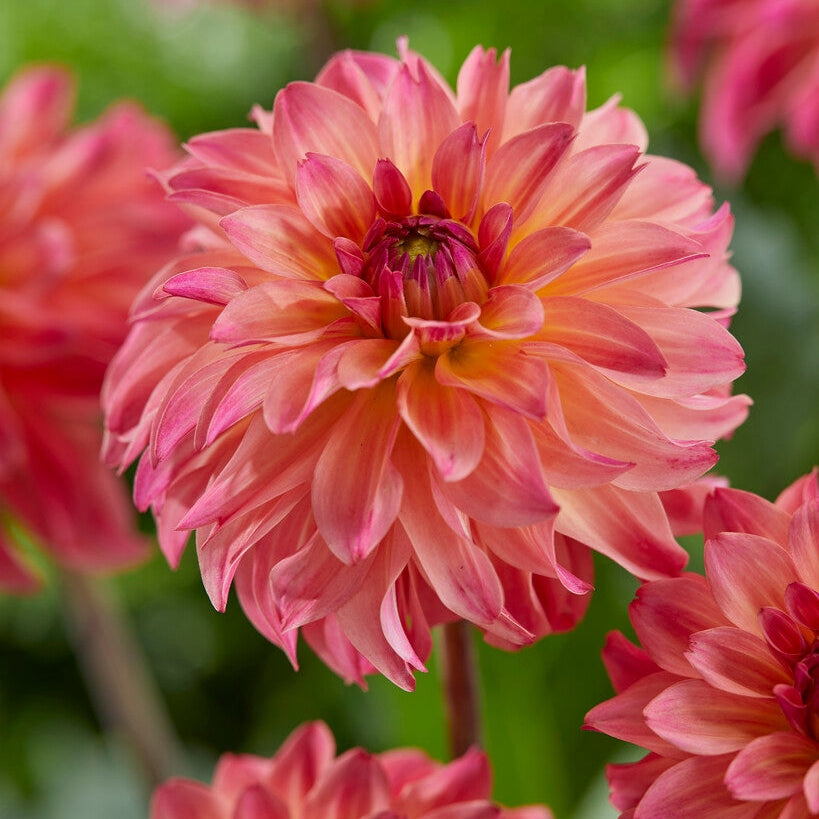 Dahlia Dekorativ Belfloor 1-pack NYHET