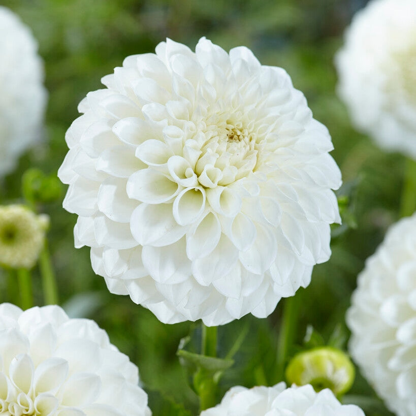 Dahlia Boom Boom White Ball 1-pack
