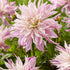 Dahlia Cactus Labyrinth Twotone 1-pack