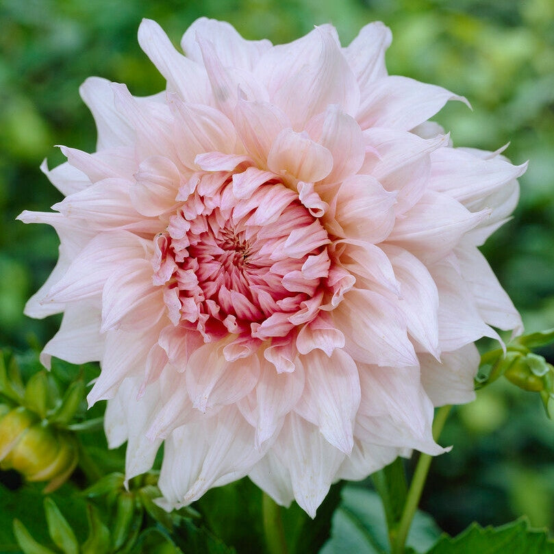 Dahlia Decorativ Shiloh Noelle 1-pack