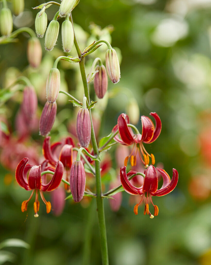 Lilium Claude Shride