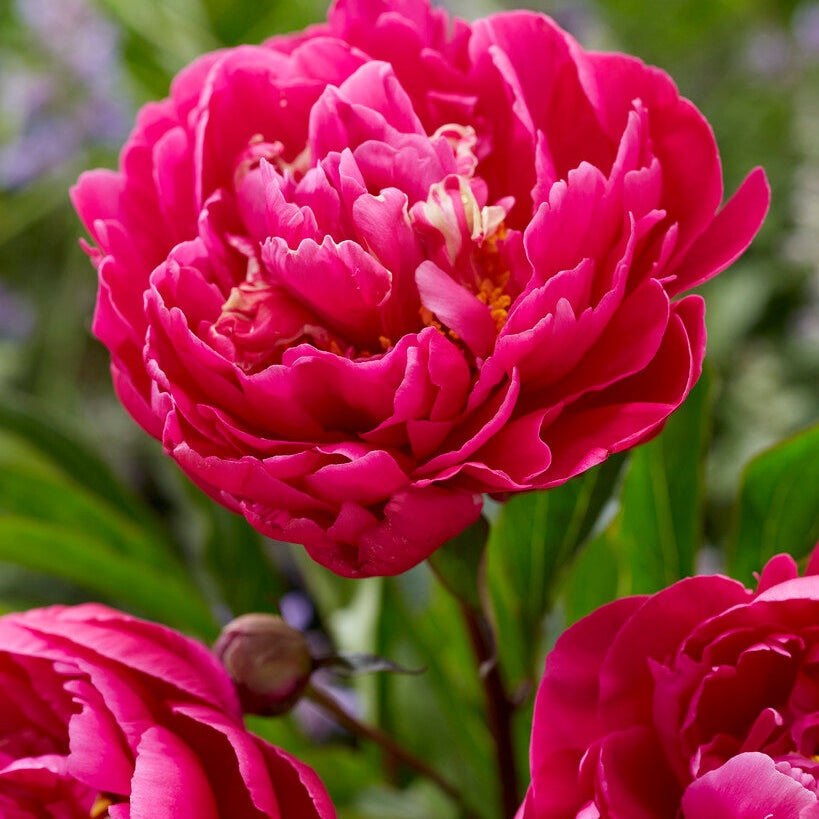 Pion-Paeonia Karl Rosenfield 1-pack