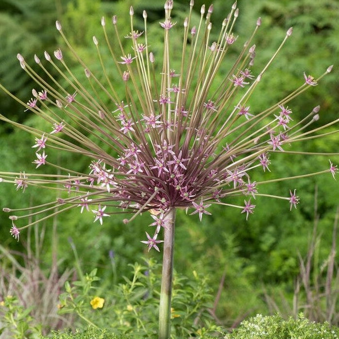 Allium &