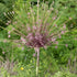 Allium &
