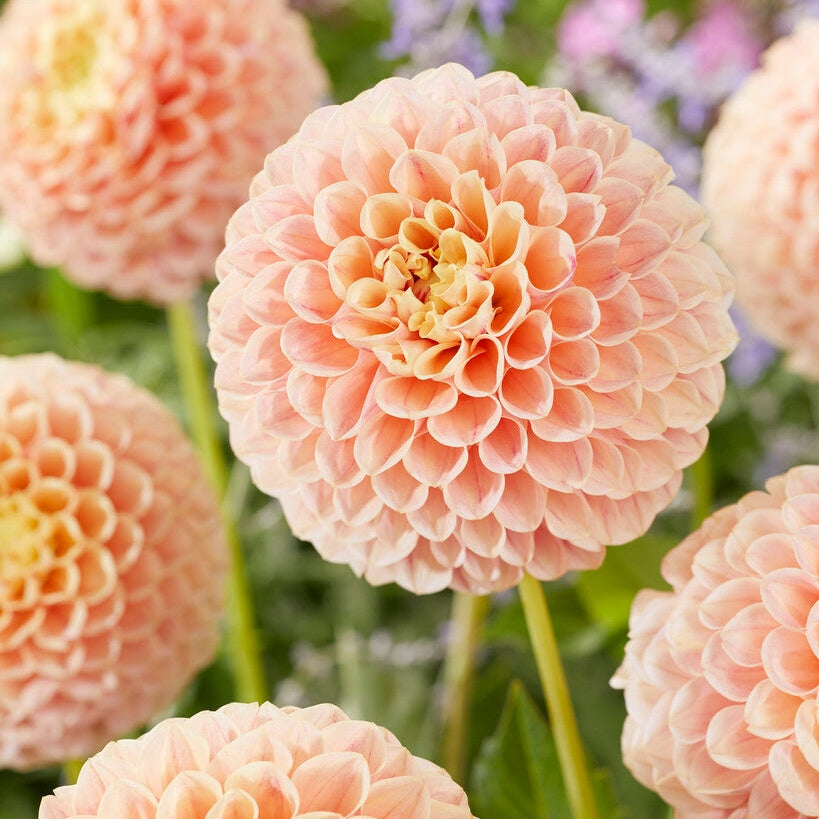 Dahlia Pompon Sweet Suzanne 1-pack NYHET