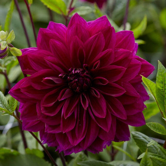 Dahlia Dekorativ Thomas A. Edison 1-pack