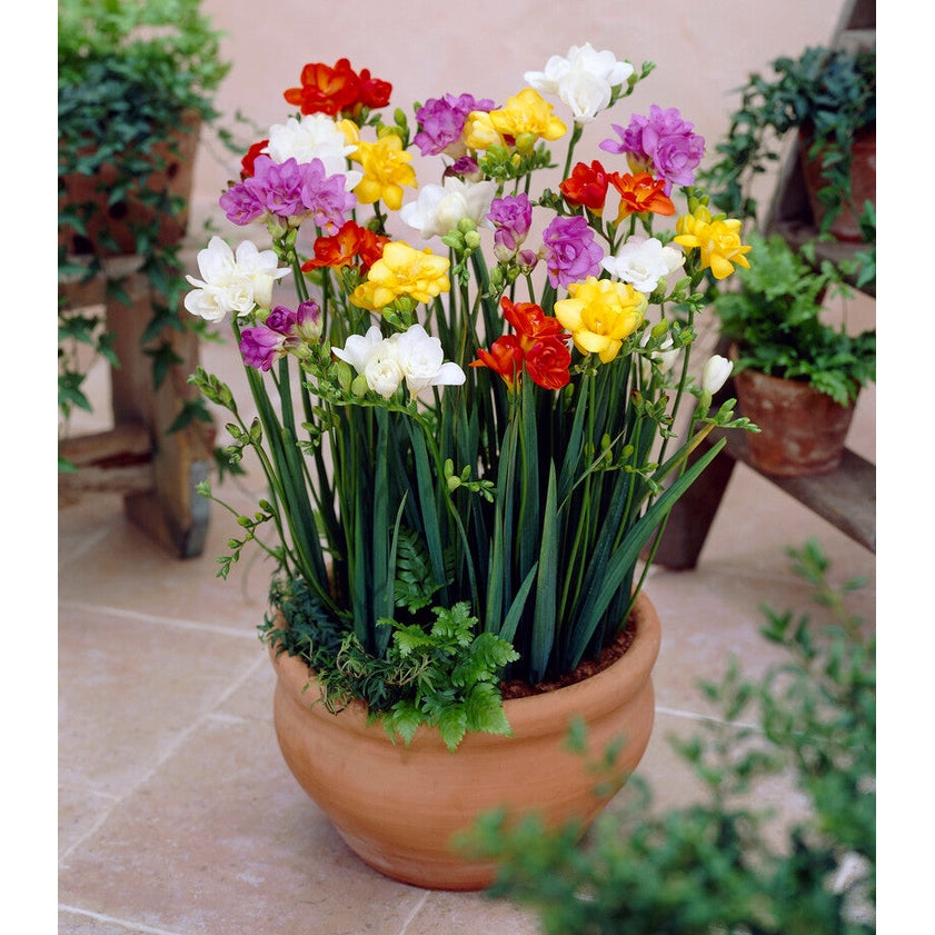 Freesia-Double Mixed 15-pack
