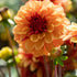 Dahlia Dekorativ Creme de Cognac 1-pack