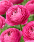 Ranunculus pink