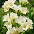 Freesia-Single White 15 -pack