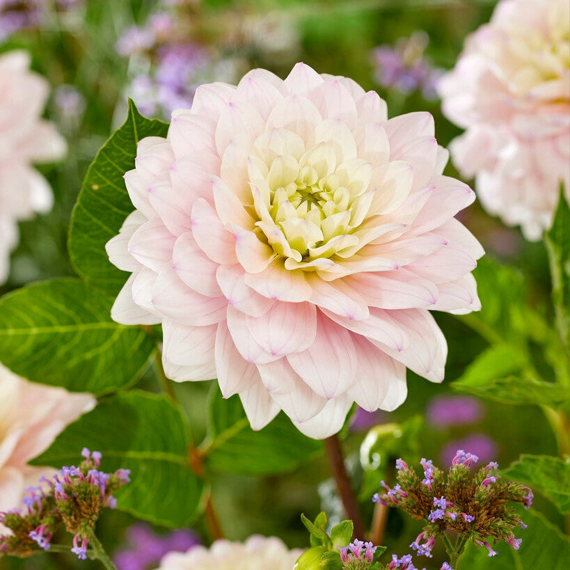 Dahlia Dekorativ Silver Years 1-pack