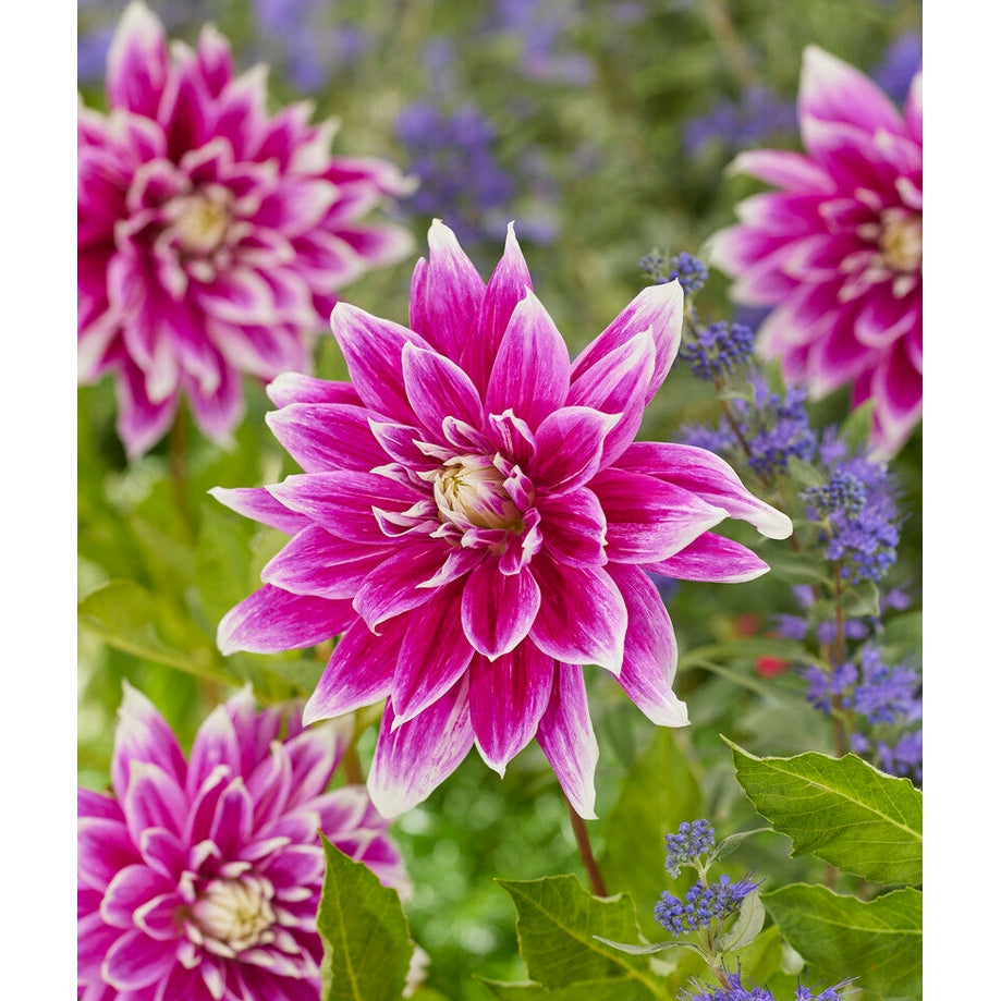 Dahlia Praime Dekorativ 1-pack