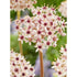 Allium &