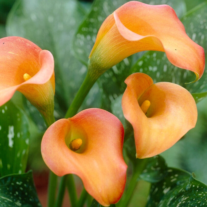 Zantedeschia Esmeralda 1-pack